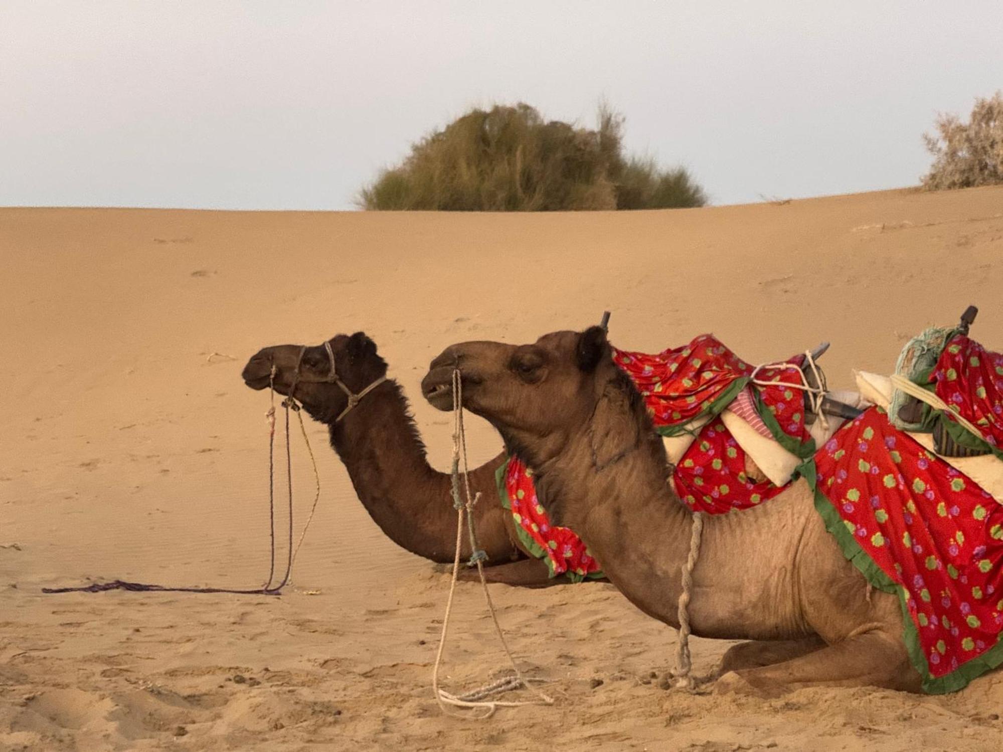 Desert Vista Camp Jaisalmer Extérieur photo
